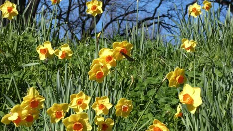 Monarch-butterfly-sits-on-daffodil-in-light-breeze-on-a-beautiful-spring-day---Christchurch