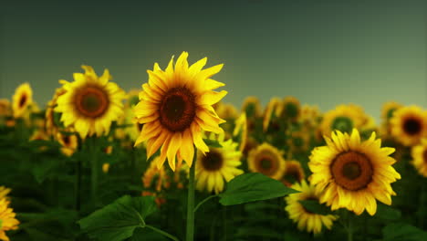 Herrliche-Szene-Mit-Leuchtend-Gelben-Sonnenblumen-Am-Abend