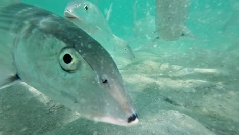 school of bonefish feeding underwater in a clear, sandy environment