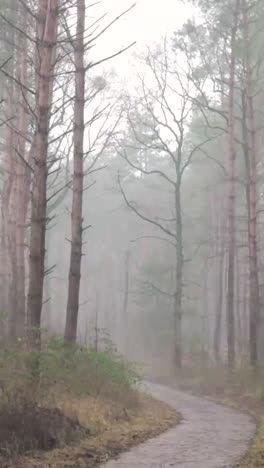 foggy forest path