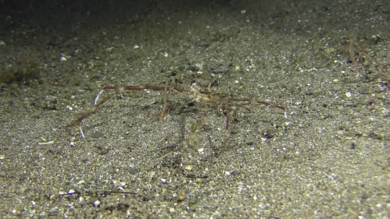 긴 다리가 바다 풀을 먹는 팔꿈치 게, 밤에는 중간 샷