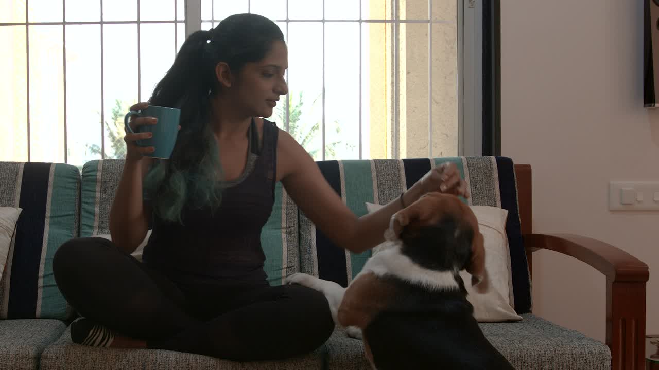 Beagle asking for a walk to indian woman sitting on a sofa