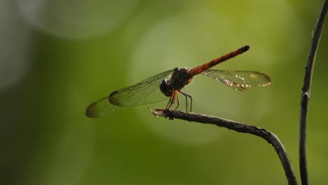 dragonfly-UHD-MP4-4k-video-.