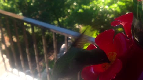 in a backyard in the suburbs, a tiny humming bird with green feathers hovers around a bird feeder in slow-motion while sticking out its tongue and getting drinks and eventually flying away