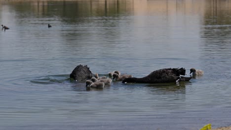 Black-swan-with-chicks-floats-on-the-water,-Al-Qudra-Lake-in-Dubai,-United-Arab-Emirates