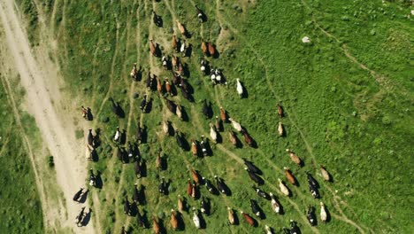 Flock-of-sheep-grazing-in-the-green-meadow