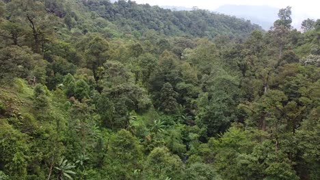 drone video of an untouched jungle of sumatra - indonesia