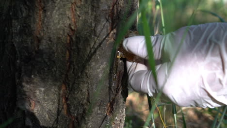 close up slow motion shot of woman's hand wearing whit latex glove, removing thick resin from a tree