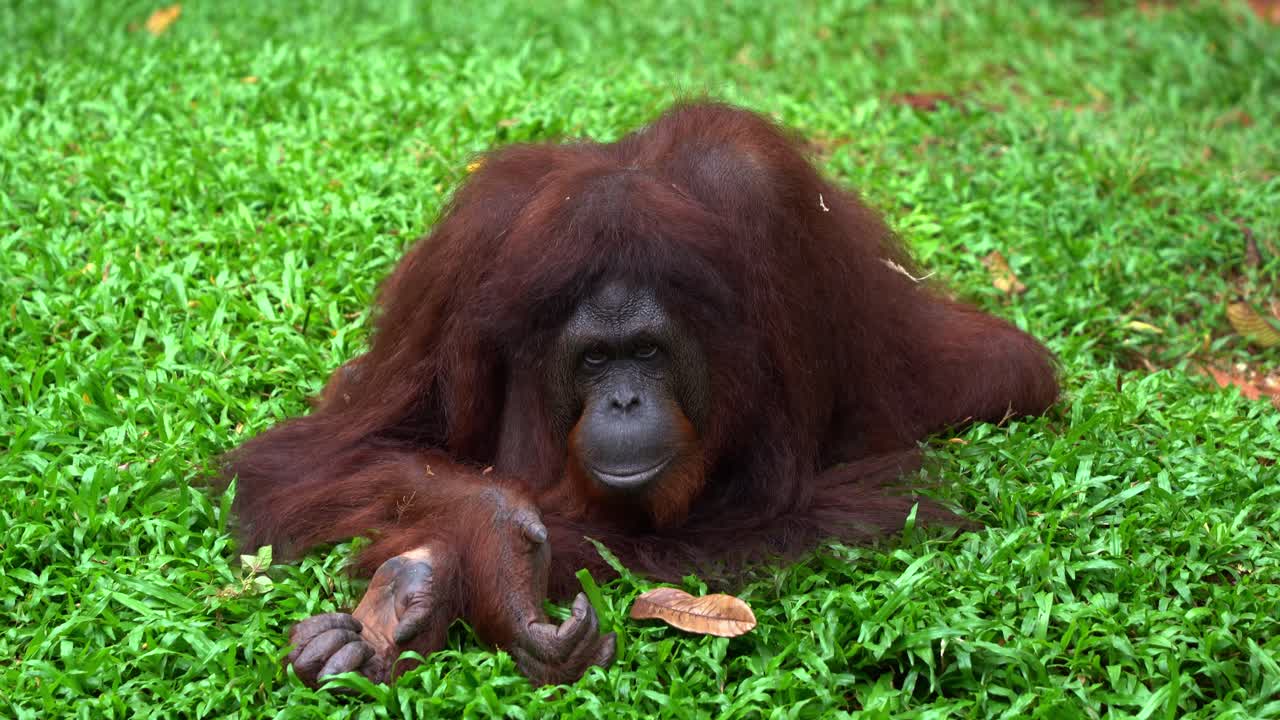 Primo piano che riprende una specie selvatica in pericolo critico, una grande scimmia antropomorfa originaria del Sud-est asiatico, un'orangutan femmina del Borneo (Pongo pygmaeus) che riposa a terra