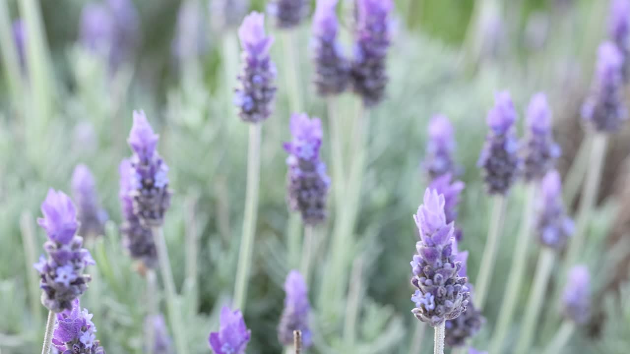 las flores de lavanda balanceándose en la brisa