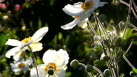 white flowers with flowing motion of digital network.