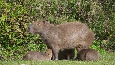 capybara mother feeds young standing along grassy edge of forest clearing in warm light, alert and curious, slow motion