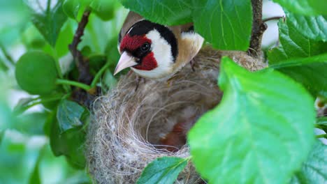 beautiful goldfinch mother bird looking after her chicks sitting safely in their nest made on the branch of a blooming tree