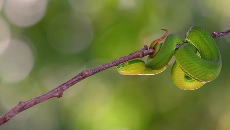 la víbora de labios blancos es una víbora venenosa endémica del sudeste asiático y a menudo se encuentra durante la noche esperando en una rama o rama de un árbol cerca de un cuerpo de agua con muchos alimentos
