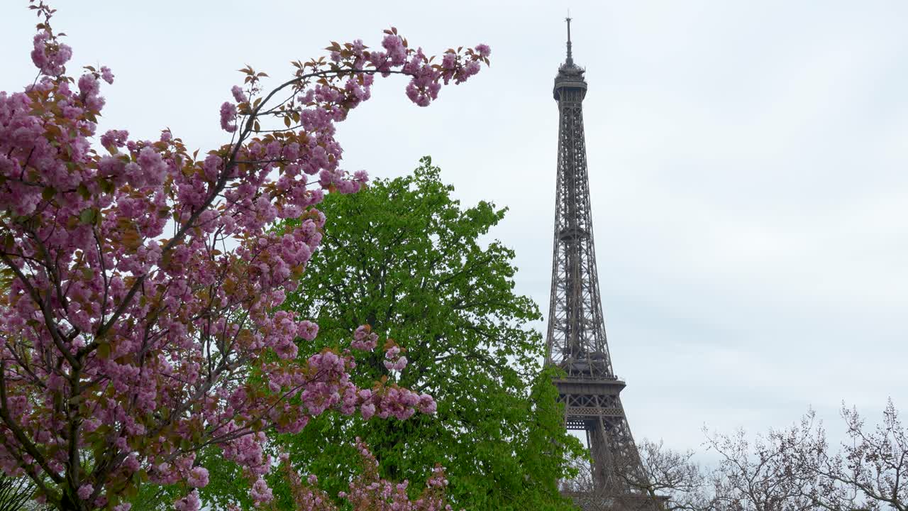 Torre Eiffel a Parigi incorniciata da alberi rosa in fiore e fogliame verde in una giornata nuvolosa. Inquadratura statica che mostra la stagione primaverile e il monumento sullo sfondo.