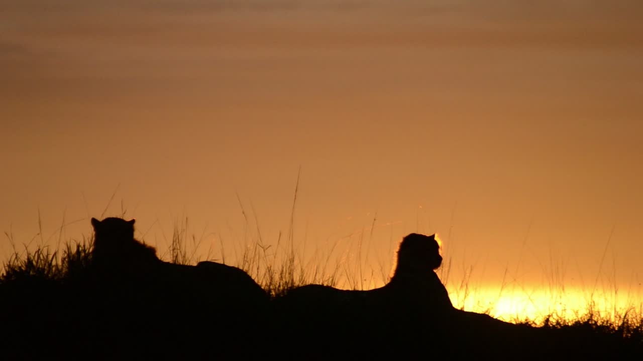 Sillouhete of cheetahs after the sunset.