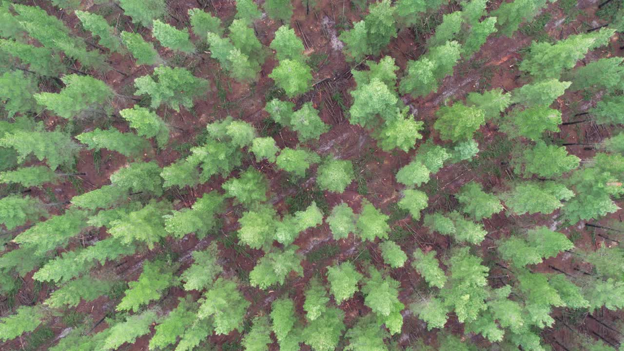 Rising drone view looking straight down of a young plantation of Pinus radiata, pine. Chetwynd, western Victoria, Australia, June 2023.