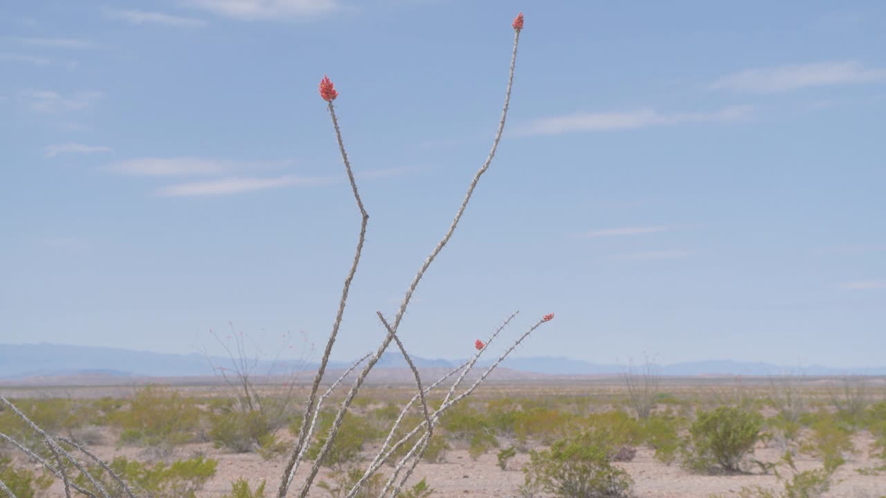 Ocotillo på ørkenbund i det vestlige Texas