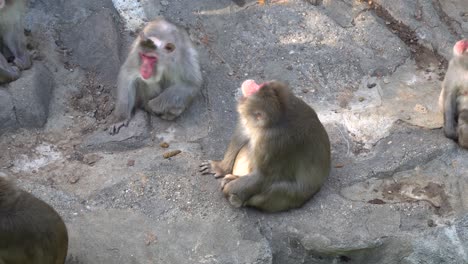 Schneeaffen,-Die-Im-Zoo-Von-Seoul-Auf-Dem-Boden-Sitzen---Seoul-Grand-Park,-Gwacheon-City,-Südkorea---Hochwinkelaufnahme