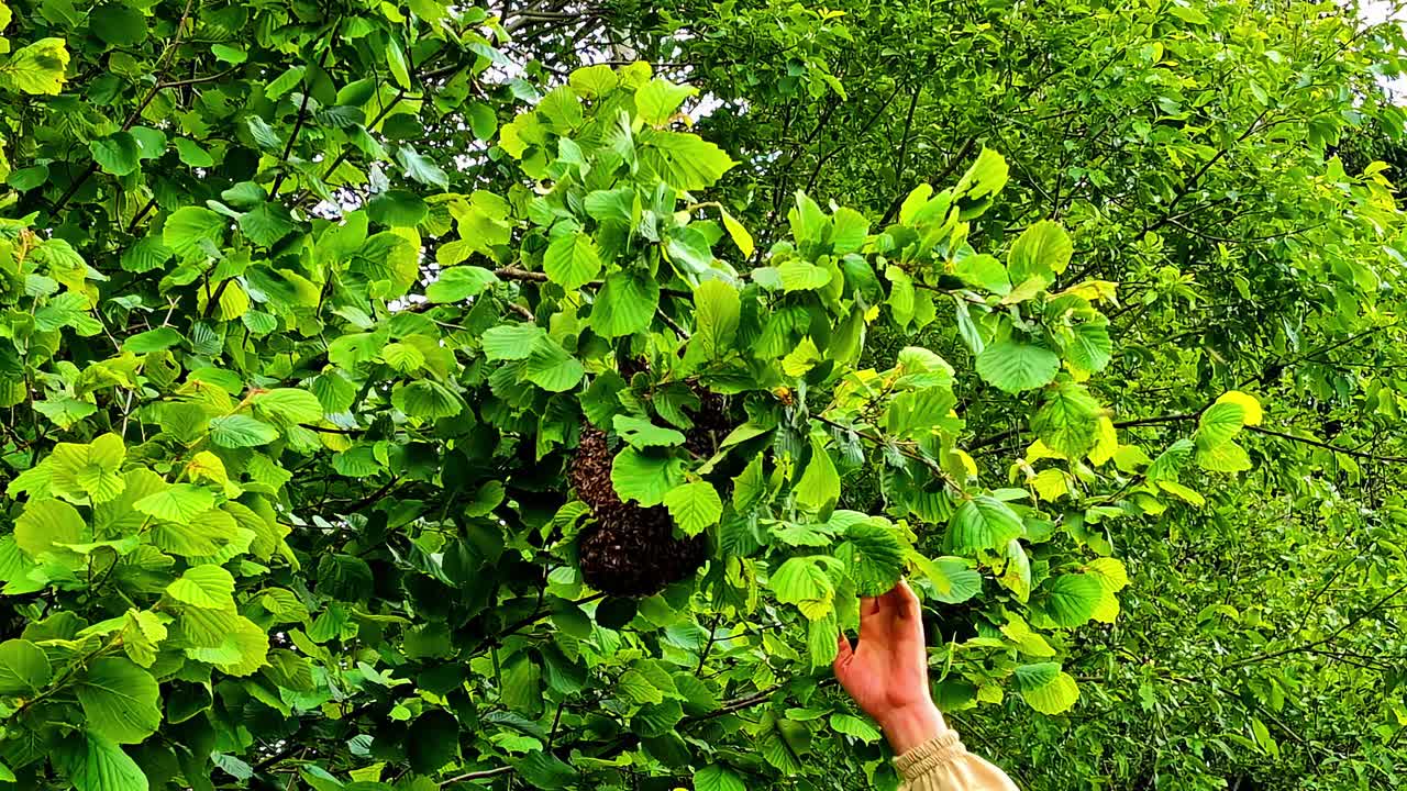 A beekeeper reaches toward a bee swarm clustered on a tree branch in Cesis, Latvia