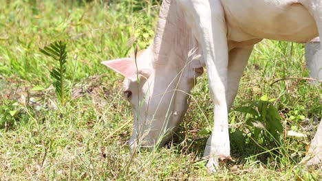 A cow peacefully grazes in a sunlit field in Phuket, Thailand. Bright natural lighting highlights the serene rural environment