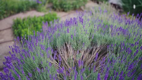 arbusto de hierba de lavanda en flor en la temporada de verano, jardín del parque de la ciudad en praga
