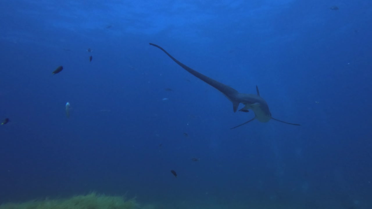 Thresher shark swimming over soft coral on coral reef with blue ocean background
