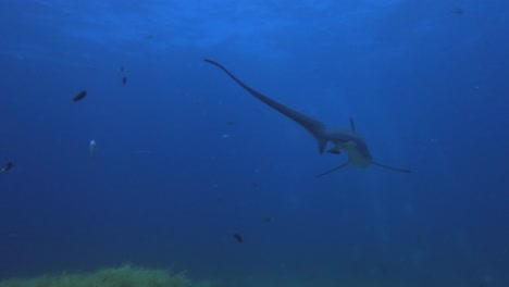 tiburón triturador nadando sobre el coral blando en el arrecife de coral con fondo azul del océano