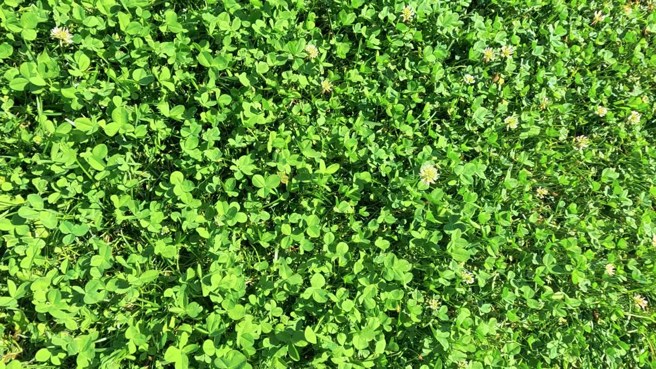 땅을 고 있는 활기찬 녹색 풀