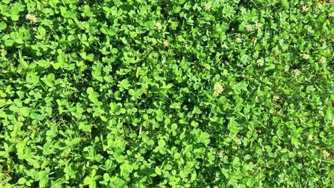 la hierba verde vibrante que cubre el suelo