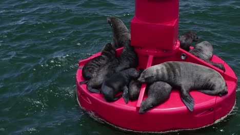 a shot of an ocean buoy with seals on it