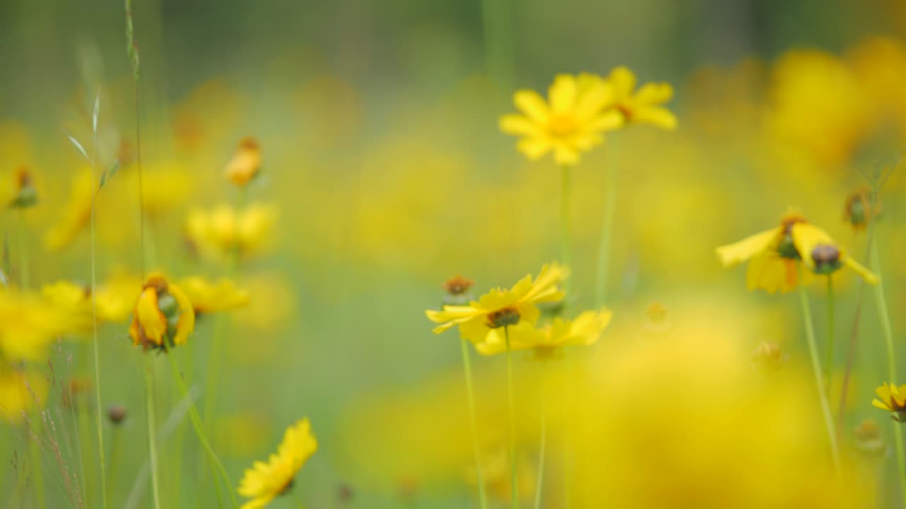 Primo piano estremo di fiori selvatici di Coreopsis lanceolata in una leggera brezza, scorrimento a sinistra