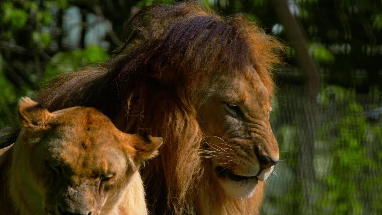 un enorme león africano gruñendo a una leona en un parque de safari.