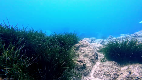 Underwater-seaweed-growing-on-the-sea-floor-bed,-snorkel-POV-point-of-view