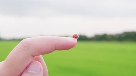 close up of a cute ladybug or ladybird beetle walking on the nail with a rice field background