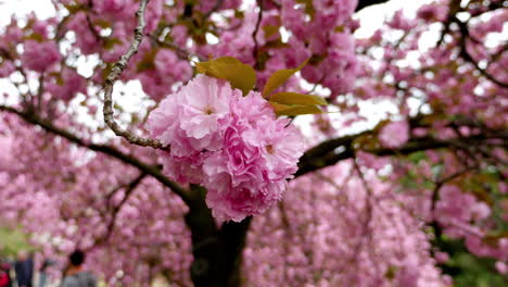 flor de cerezo, tokio - japón