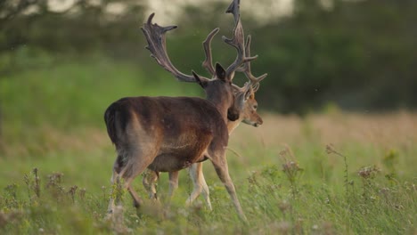 fallow deer buck with darker coat and antlers flirting with doe in meadow