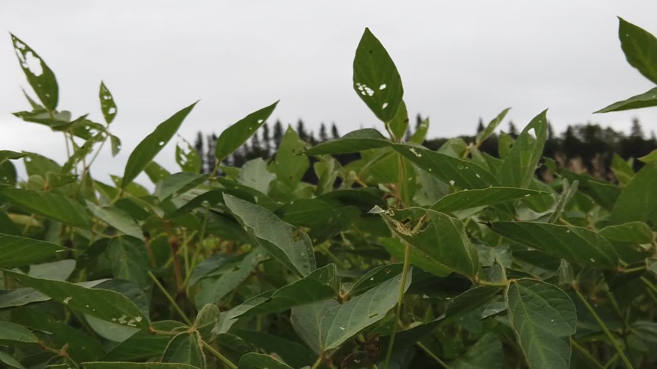 Close up of soybean crop blowing in the wind with cloudy sky and green trees in background. North Dakota. Leaves being eaten. Daytime,  summertime, bright