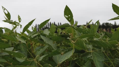 close up of soybean crop blowing in the wind with cloudy sky and green trees in background. north dakota. leaves being eaten. daytime,  summertime, bright