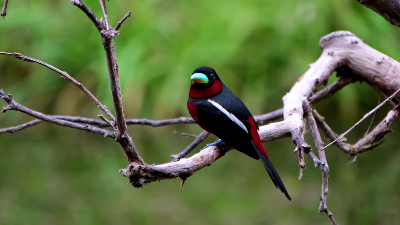 visto desde su costado y de espaldas posado en una rama desnuda, pico ancho negro y rojo, cymbirhynchus macrorhynchos, parque nacional kaeng krachan, tailandia