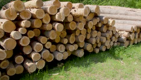 closeup of felled and stacked tree trunks with the cut edge to the viewer