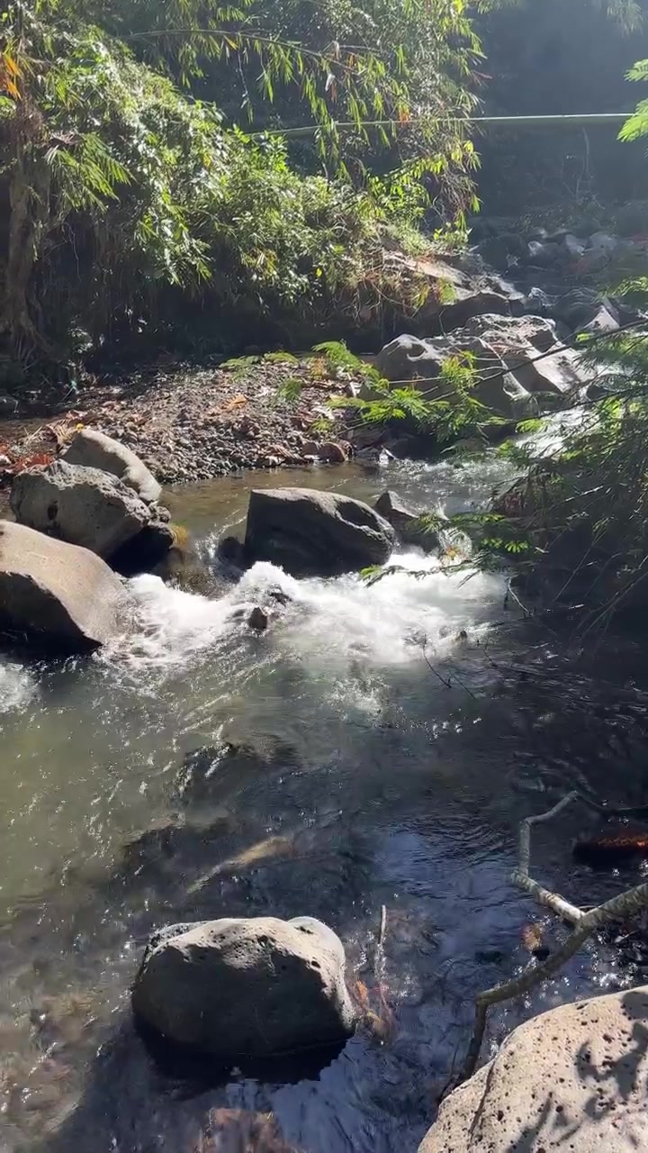 Piccolo ruscello nel bosco che scorre sulle rocce alla luce del sole