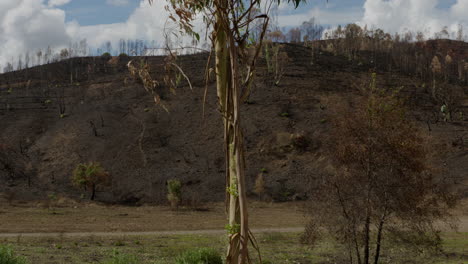 Un-Bosque-Portugués-Después-De-Un-Incendio-Provocado-En-Monchique