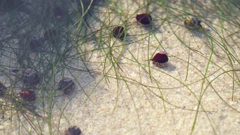 Cangrejos-Ermitaños-En-Conchas-Caminando-Bajo-Agua-Clara-Con-Hierba-Verde-En-La-Piscina-De-Marea