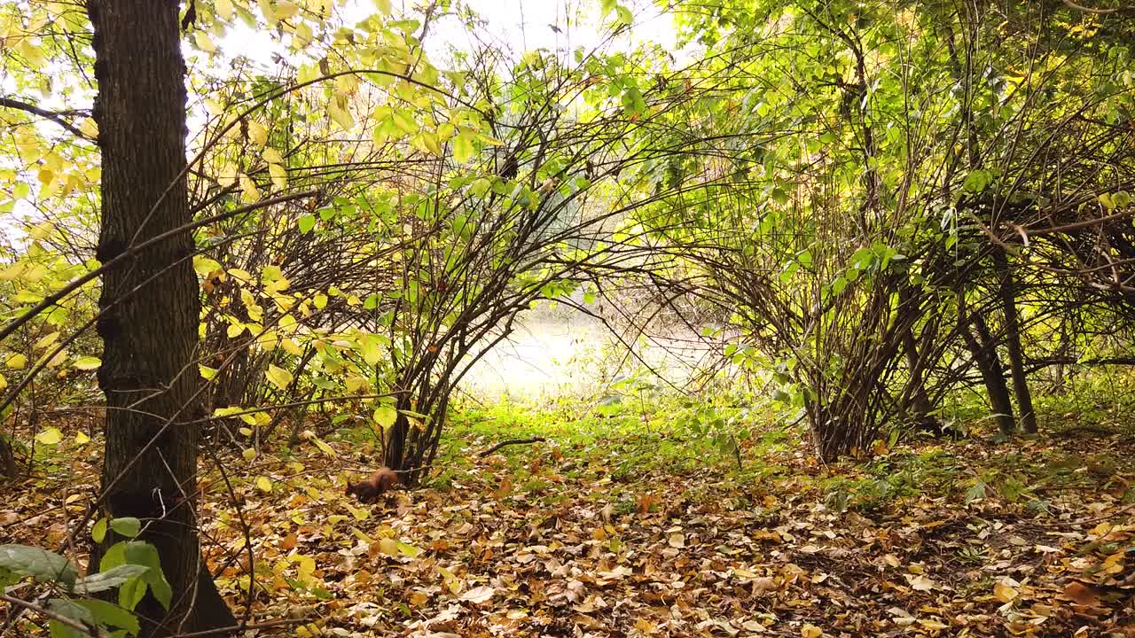 Una famiglia di scoiattoli nel Parco Skaryszewski, dai bellissimi colori autunnali.