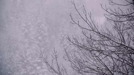 Copos-De-Nieve-Contra-árboles-Nevados-En-Las-Montañas-2