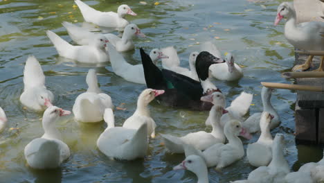 patos en el agua