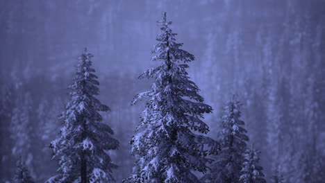 snow covered pine trees create a mystical winter landscape at dusk