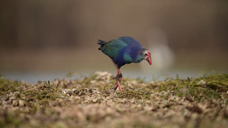 The--Grey-headed-swamphen-Feeding-in-morning