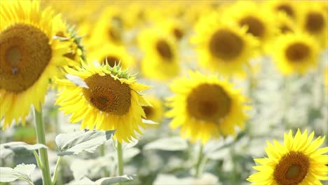 Gelbe-Sonnenblume,-Sonnenblume,-Biene,-Bestäubung,-Blume,-Nektar,-Insekt,-Natur,-Tierwelt,-Nahaufnahme,-Makro,-Detail,-High-Definition,-Zeitlupe